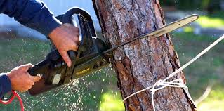 How Our Tree Care Process Works  in  Harrodsburg, KY